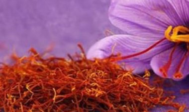 ΞΕΚΊΝΗΣΕ Η ΣΥΓΚΟΜΙΔΉ ΤΟΥ ΚΡΟΚΟΥ ΚΟΖΆΝΗΣ (ΣΑΦΡΑΝ) ΠΡΌΒΛΗΜΑ ΤΑ ΕΡΓΑΤΙΚΆ ΧΈΡΙΑ