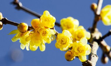 Χειμωνανθός